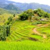 Terraced fields