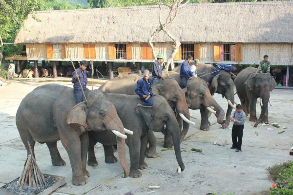 Nhon Hoa Elephant Village. Photo: Bazan Travel